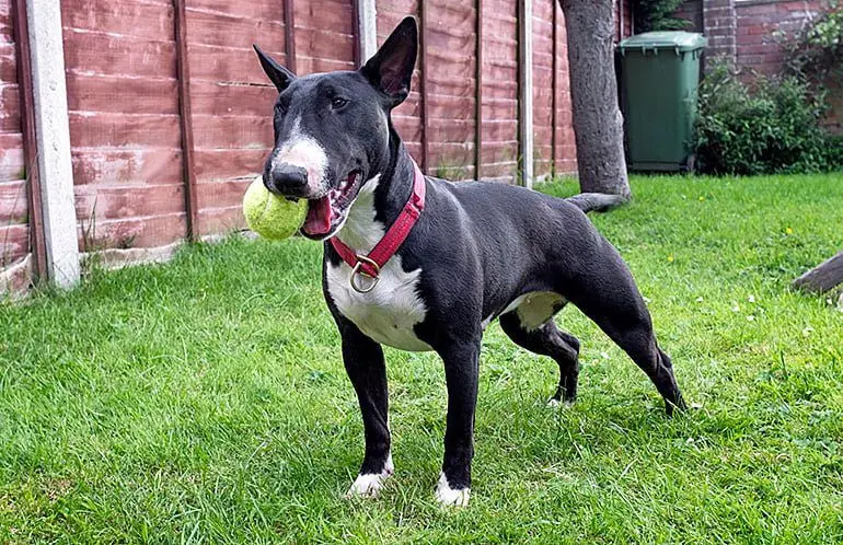 bull-terrier-jugando-con-la-pelota