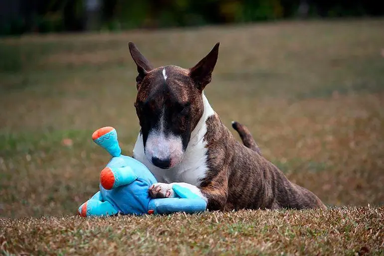 bull-terrier-jugando-con-un-peluche