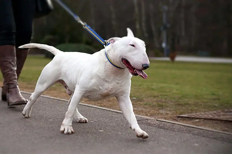 bull-terrier-paseando