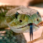 serpiente junto a perro