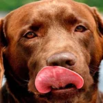 perro lame 1