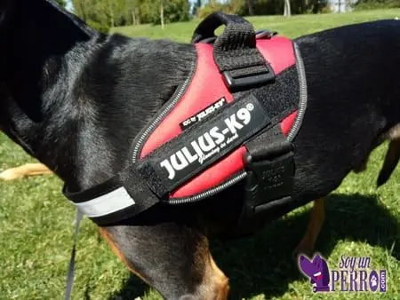 amarre lateral Julius K9