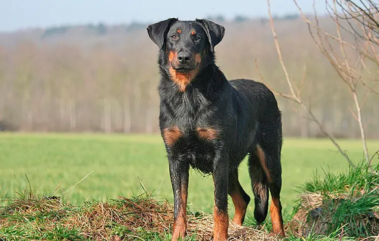 Beauceron-en-el-campo