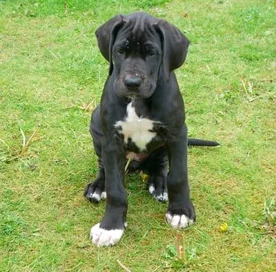 Cachorro de Dogo Alemán