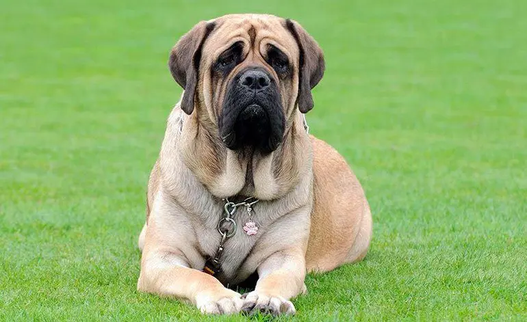 Mastiff-descansando-sobre-el-cesped