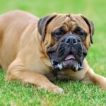 Mastiff en el jardín