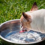 perro bebiendo agua 2