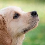 perro esterilizado