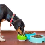 Cuatro formas de alimentar a un perro