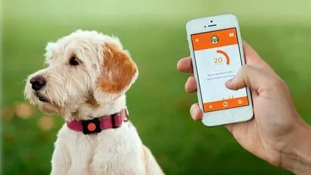 perro con collar gps