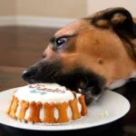 pastel para perro