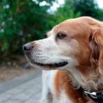 perro bretón español