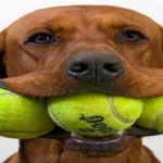 perro con pelota