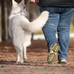 ¿Cuantos paseos necesita un perro?