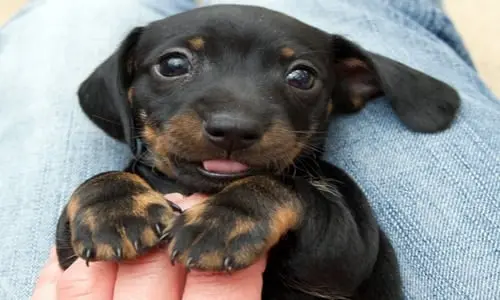 acariciar cachorro