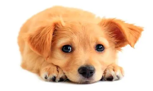 cachorro de perro