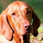 cara de Vizsla
