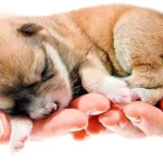 cuidar cachorro