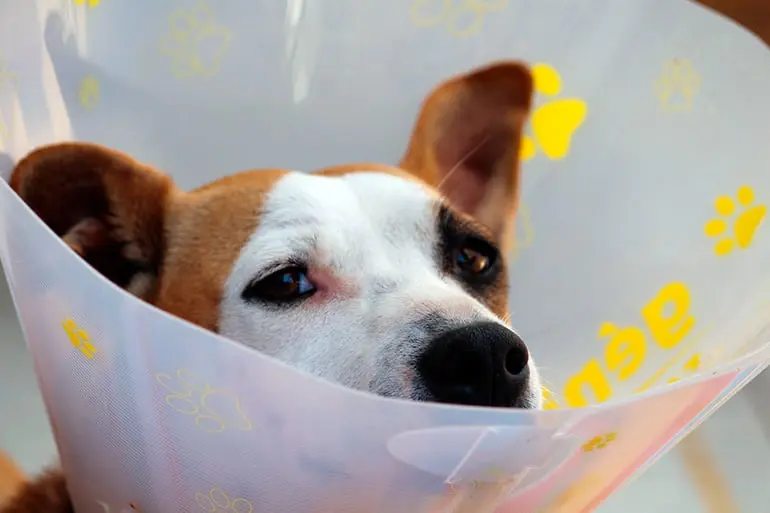 perro-castrado-con-collar-isabelino