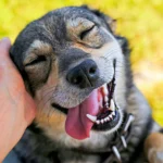 perro contento