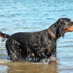 perro de raza gordon setter en el agua
