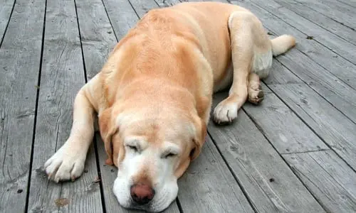 perro dormido sobre sus patas