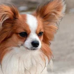 perro papillón con grandes orejas
