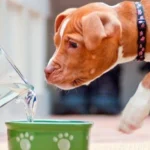 perro bebiendo agua