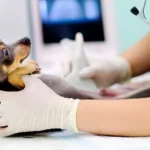 analizando piometra en una perra