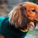 perro con jersey