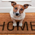 perro en la entrada de casa