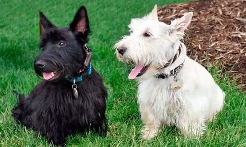 perros Scottish terrier