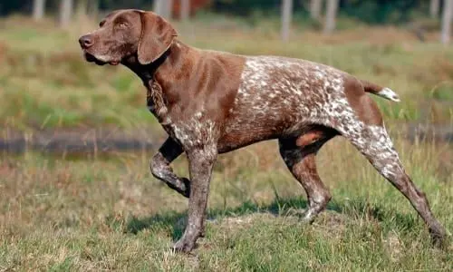 perro braco aleman de pelo corto