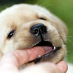 cachorro2