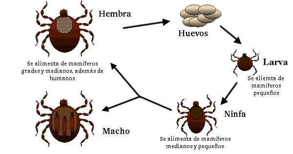 ciclo de la garrapata