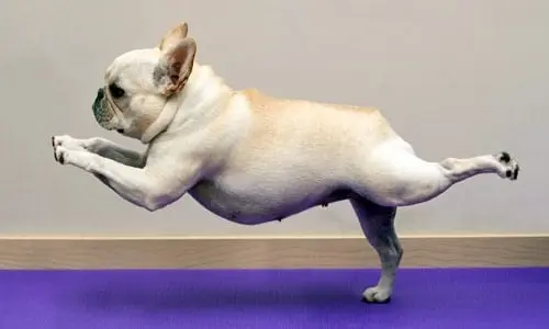 perro corriendo llama la atención