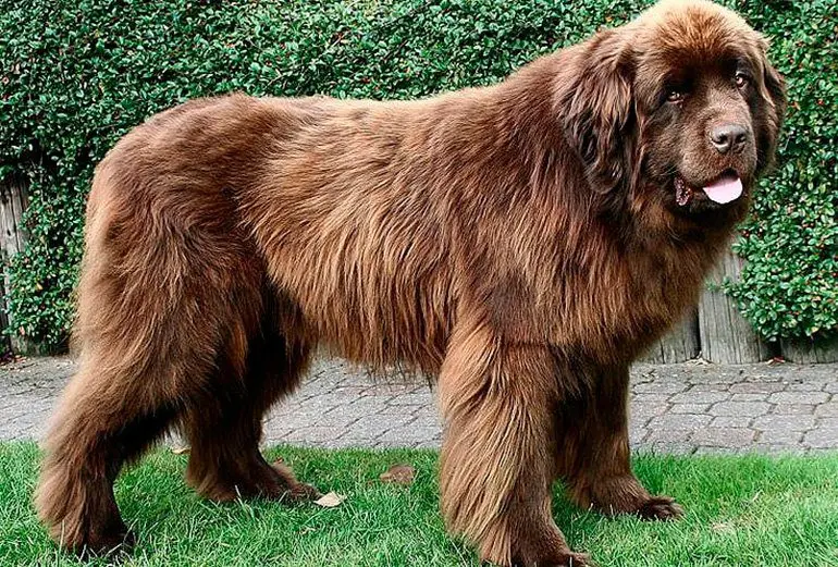 perro-macho-terranova