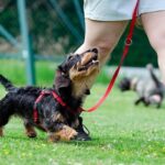 perro paseando