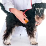Examinando el corazon de un perro