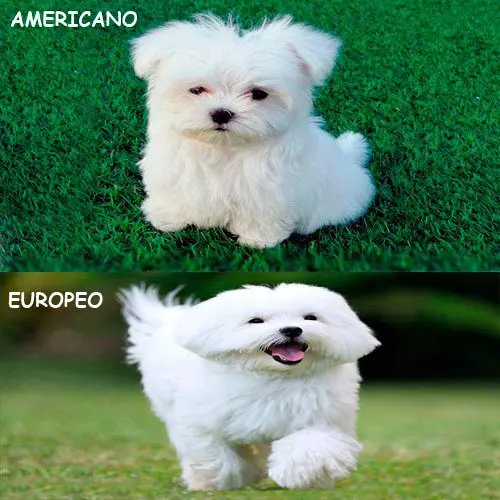 bichon-americano-vs-europeo