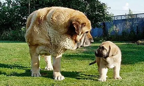 cachorro de mastin español