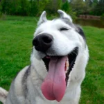 husky siberiano sentado en el jardín