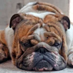 perro diagnoticado de Cushing