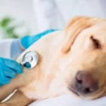 perro e nrevision para hipotiroidismo