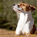 perro en primavera