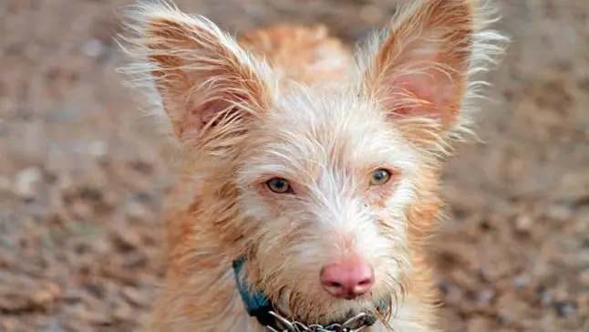 podenco portugues