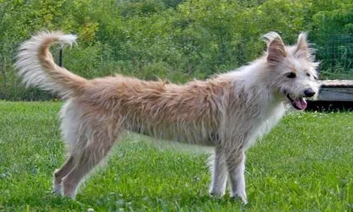 podenco-portugues