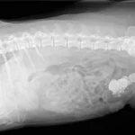 radiografia calculos renales perro