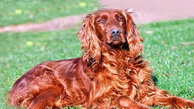 setter irlandes