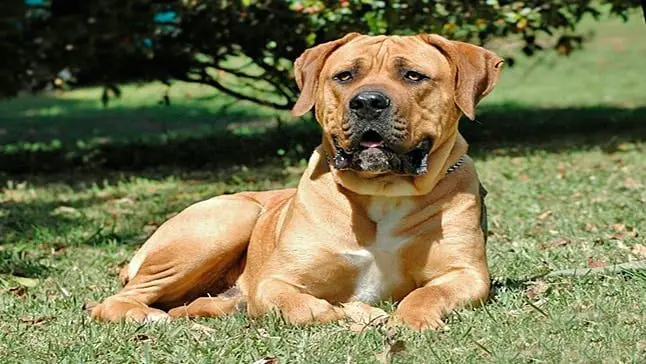 perro Boerboel